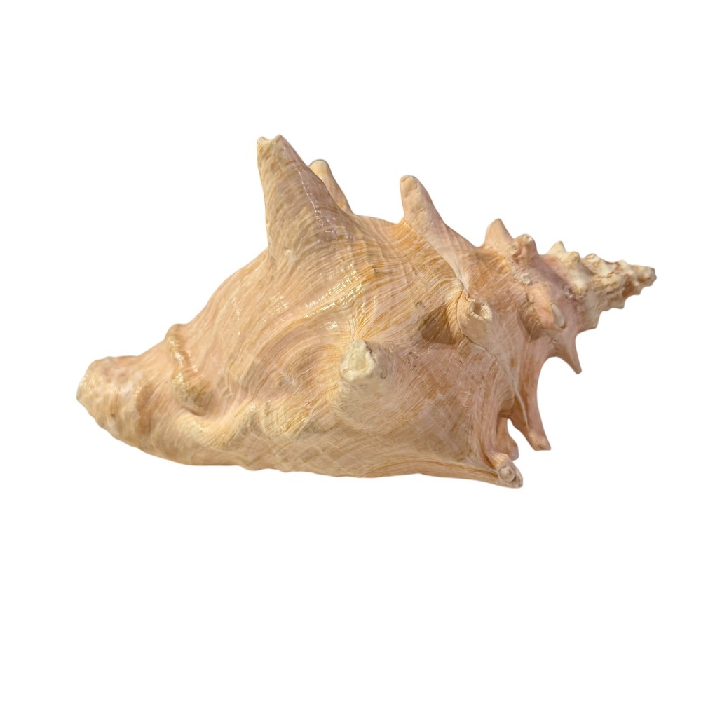 Large Natural Queen Conch Shell Pink Interior Beach Coastal Home Decor Specimen